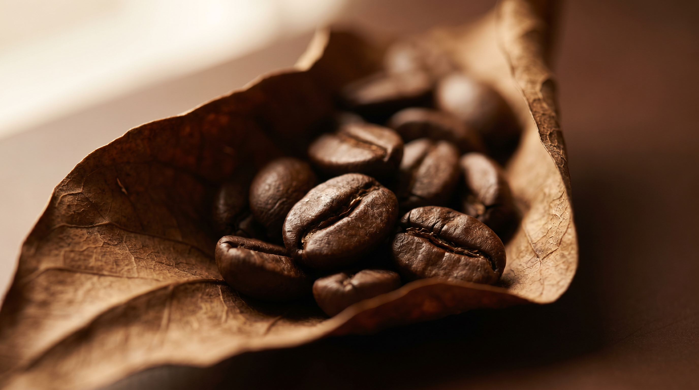 Macro of dark-roasted Arabica coffee beans cradled in a curled, sun-dried leaf