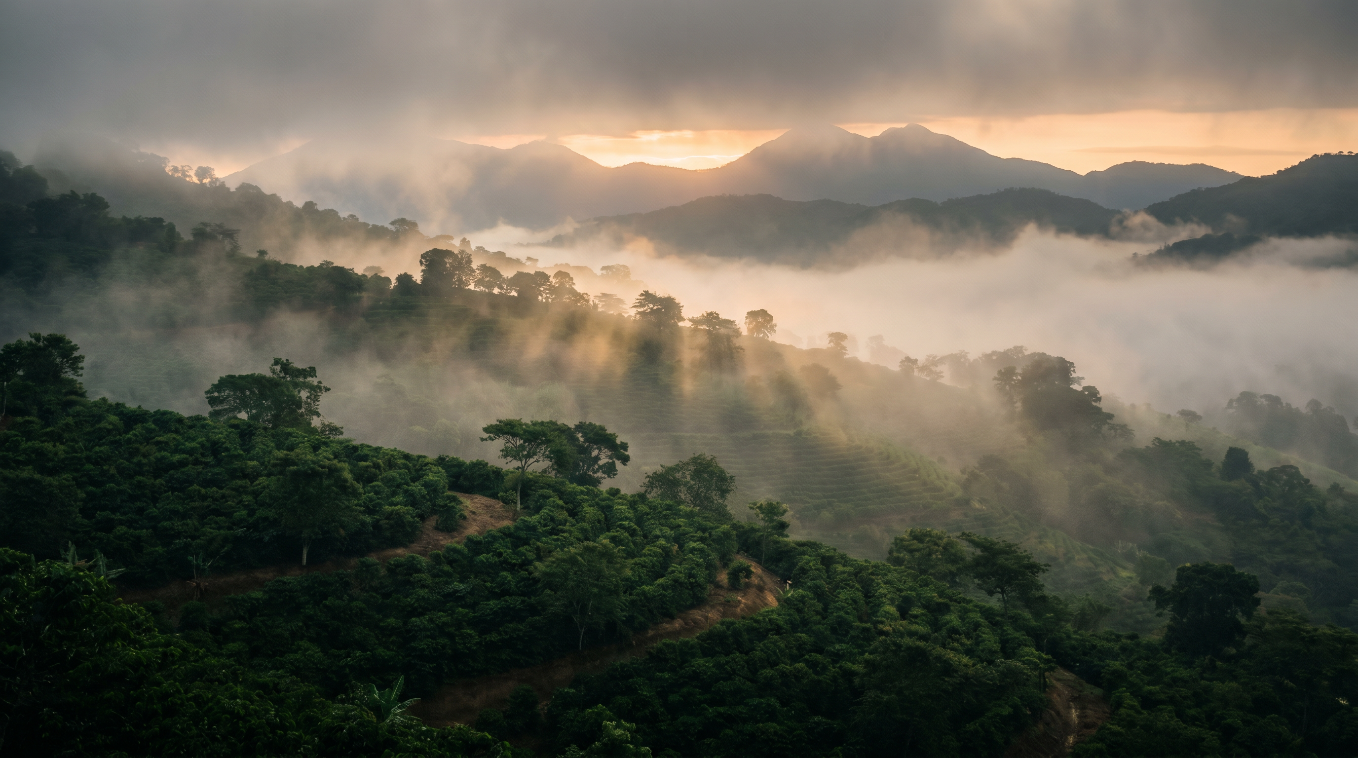 Misty coffee plantation in the Marcala highlands at dawn